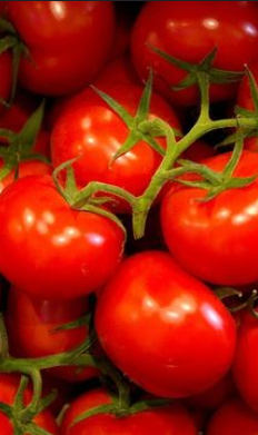 tomates