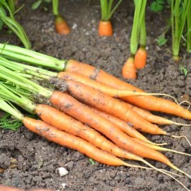 Carottes bio 
Dyena et Lyna 
