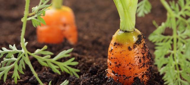 carottes bio
Dyena et Lyna