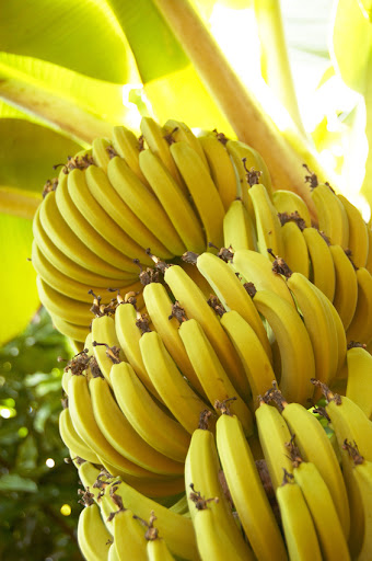 banane